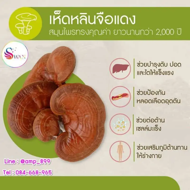 Reishi Mx ริชิ เอ็มเอ็กซ์ เห็ดหลินจือแดง อาหารเสริมนูสกิน Nuskin ราคา-3New