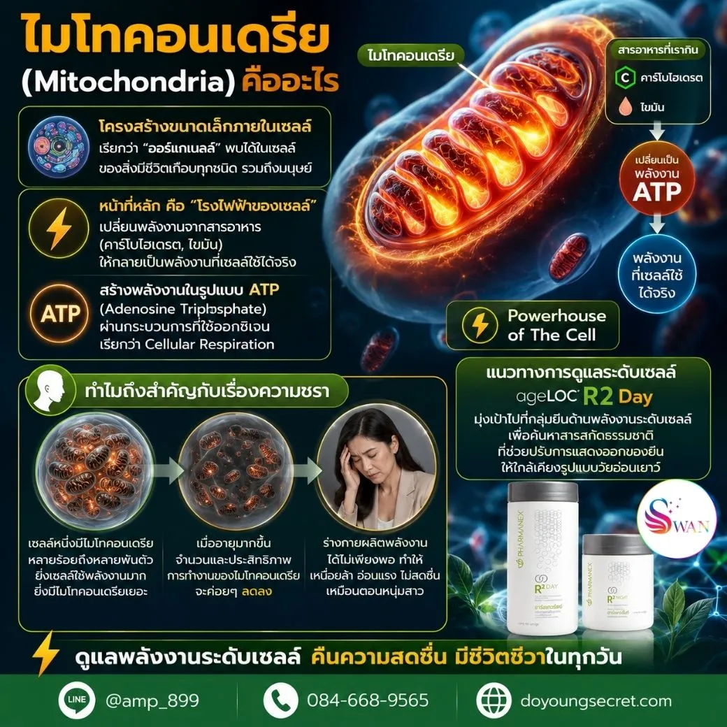 ไมโทคอนเดรีย (Mitochondria) คืออะไร