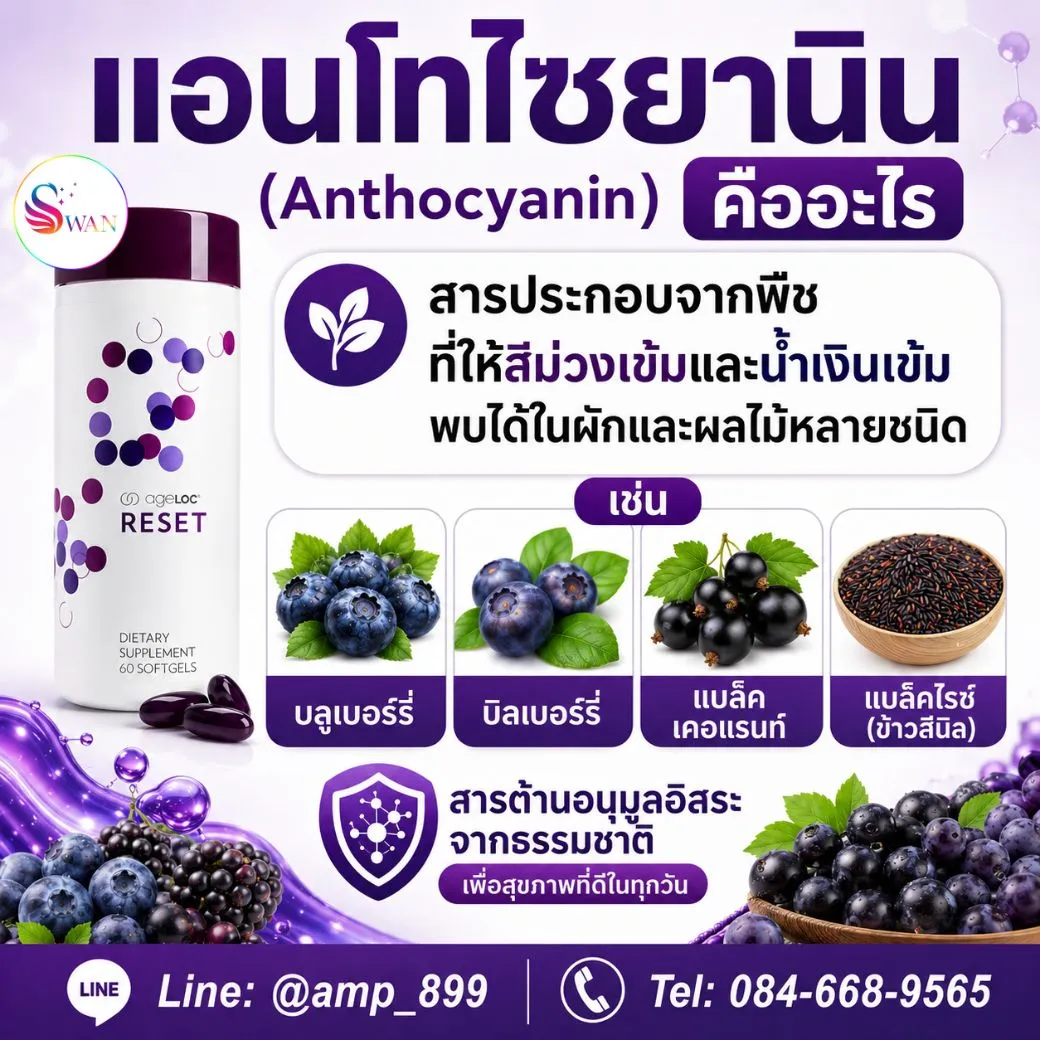 แอนโทไซยานิน แบล็คไรซ์ บิลเบอร์รี่ แบล็คเคอแรนท์ ส่วนผสม ageLOC Reset