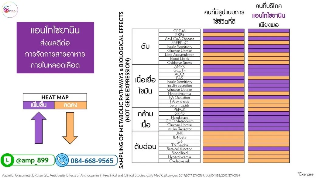 งานวิจัยที่สะสมมากกว่า 7 ปีแสดงให้เห็นว่าแอนโทไซยานิน โดยเฉพาะ ไซยานิดินและเดลฟินิดิน มีกลไกการทำงานหลายอย่างพร้อมกัน ทั้งในระดับตับ ตับอ่อน กล้ามเนื้อ และเนื้อเยื่อไขมัน