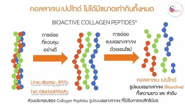 การเรียงตัวแบบเฉพาะเจาะจงใน รูปปแบบ Collagen Peptide Fingerprint