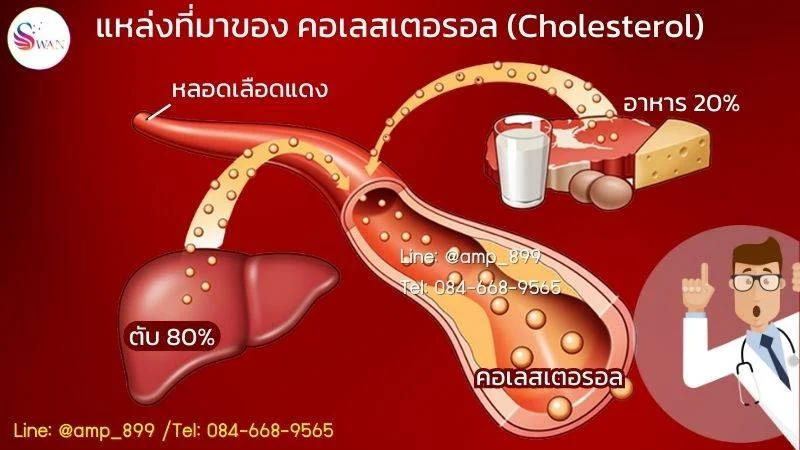 คอเลสเตอรอล (Cholesterol) เกิดจาก ตับและอาหาร