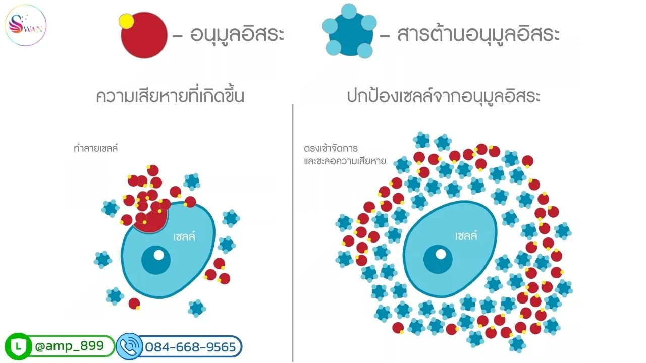 อนุมูลอิสระ VS สารต้านอนุมูลอิสระ