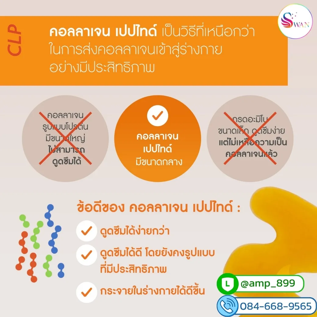 Bioactive Collagen Peptide จุดเด่น