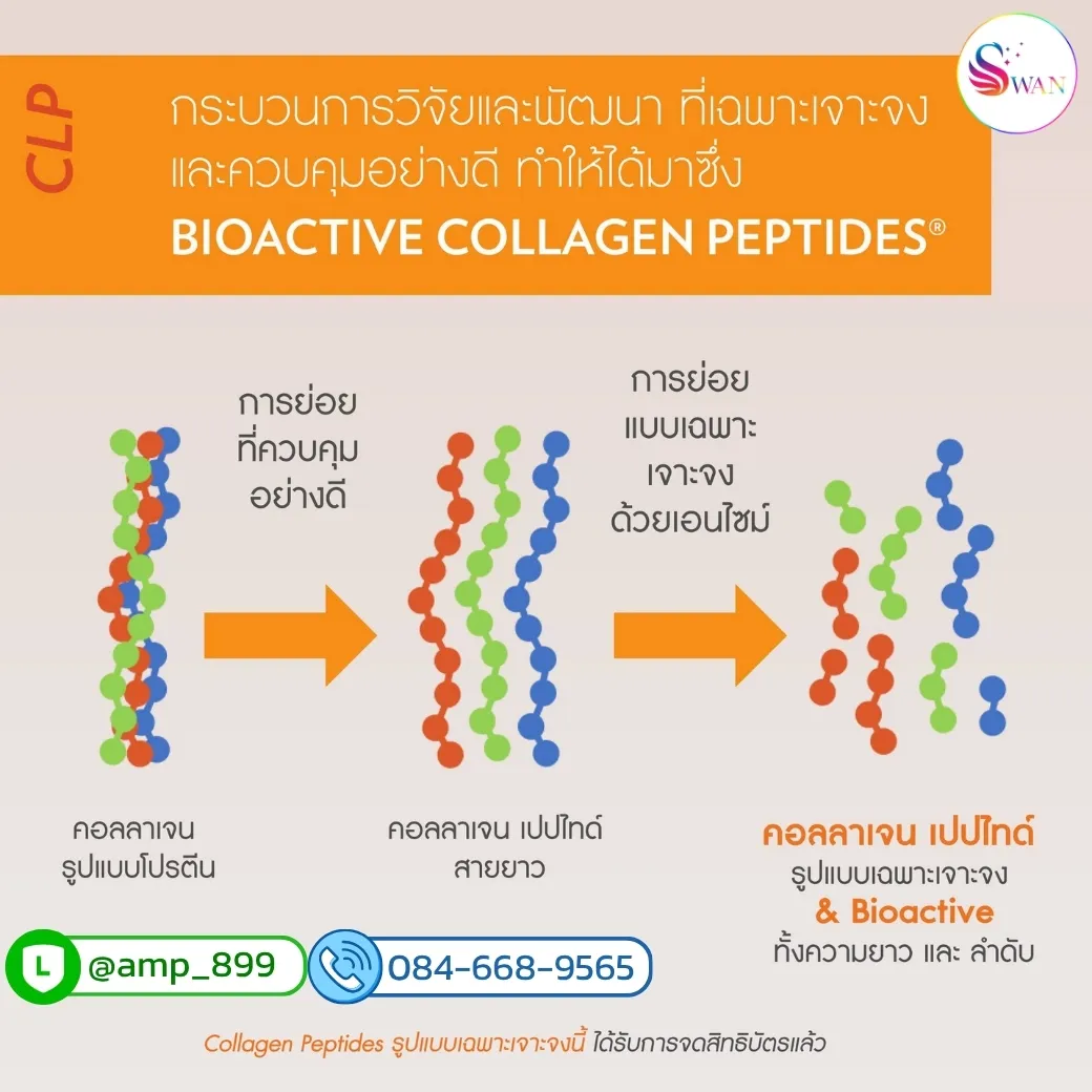 Bioactive Collagen Peptide รูปแบบการทำงาน