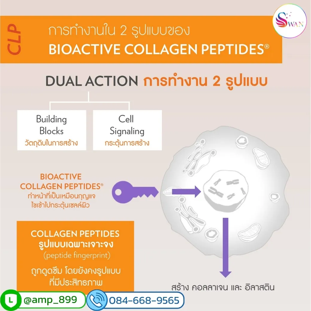 Bioactive Collagen Peptide รูปแบบการทำงาน-1