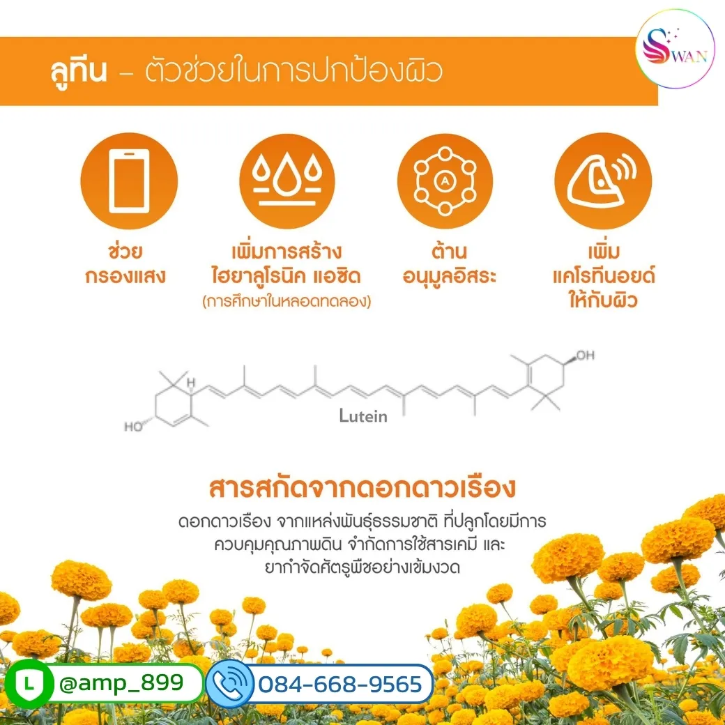 "ลูทีน (Lutein)" ที่สกัดจาก ดอกดาวเรือง ประโยชน์