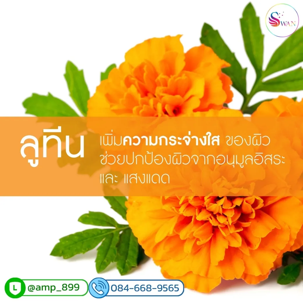 "ลูทีน (Lutein)" ที่สกัดจาก ดอกดาวเรือง