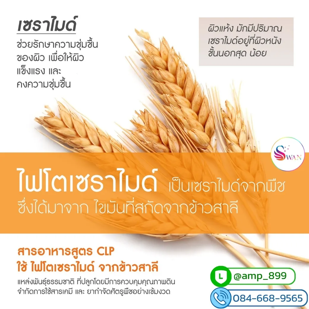 ไฟโตเซราไมด์ (Phytoceramides) สารสกัดจากข้าวสาลี