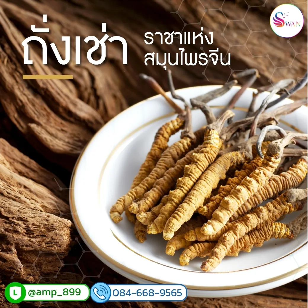 ถั่งเช่าทิเบตแท้ 100% ราชาแห่งสมุนไพรจีน