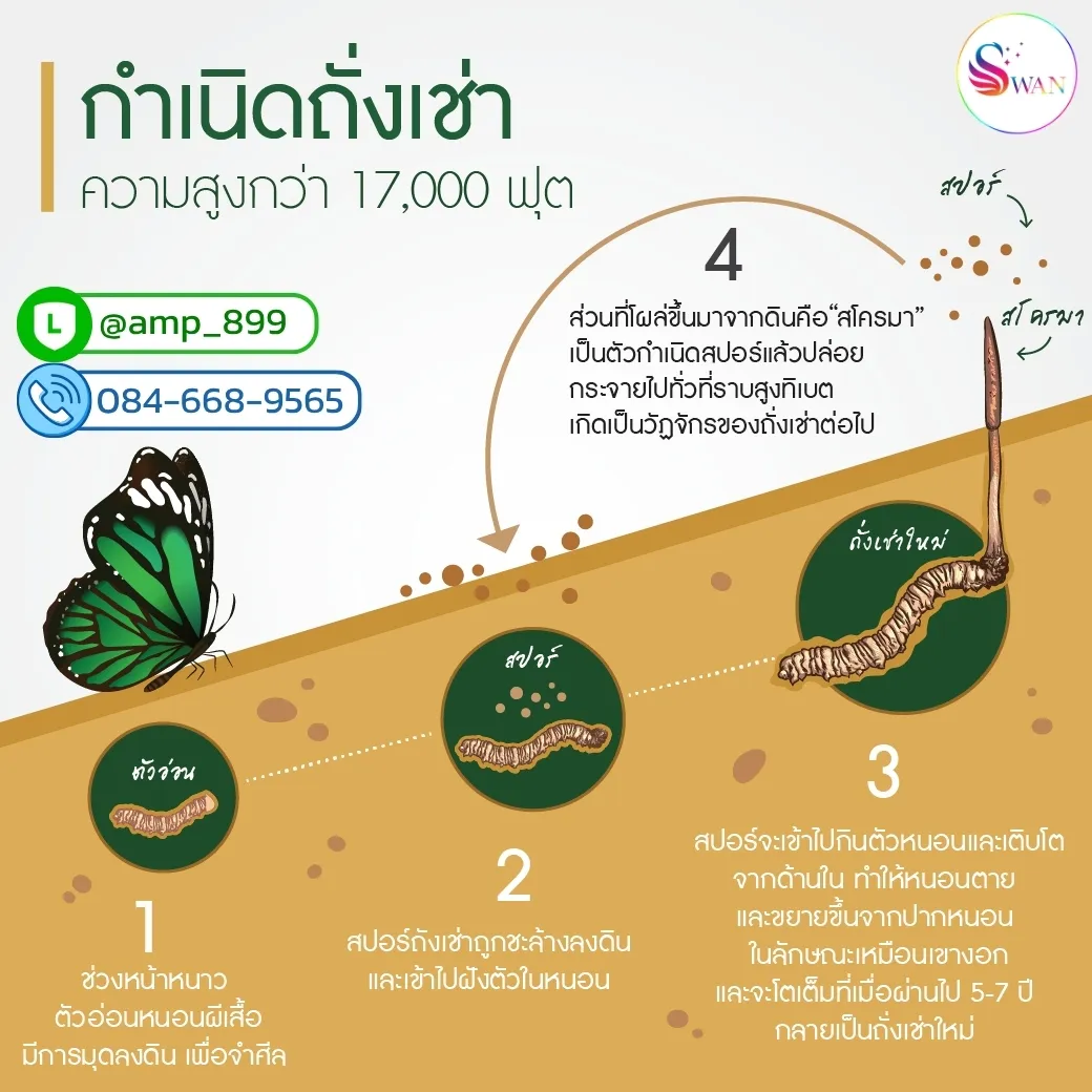 จุดกำเนิด เห็ดถั่งเช่า (Cordyceps Sinensis) มาจากไหน
