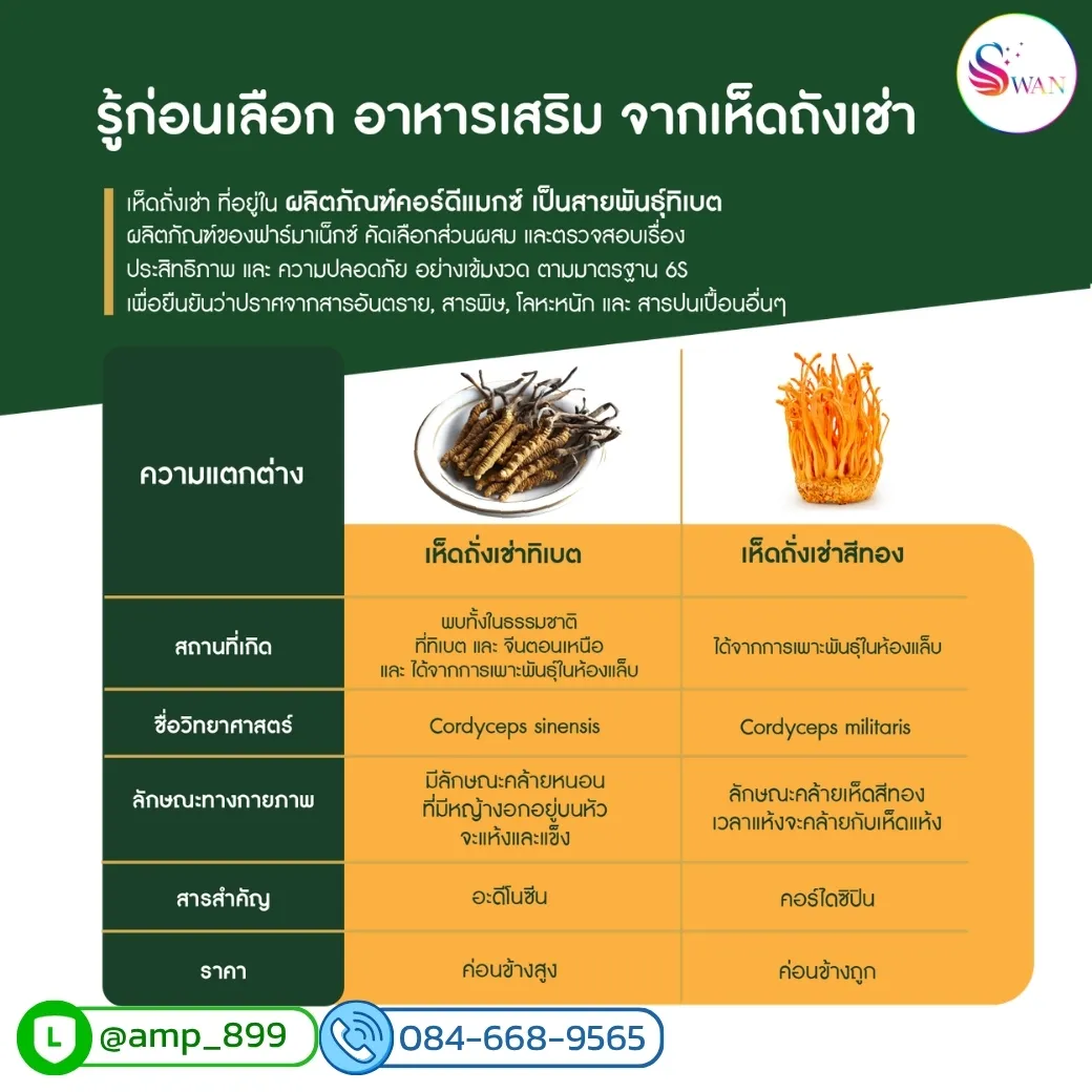 เห็ดถั่งเช่าทิเบต vs เห็ดถั่งเช่าสีทอง ต่างกันอย่างไร